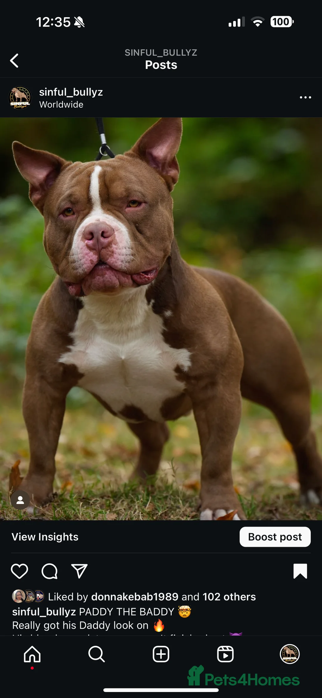 American Bully dogs for stud: American Pocket Bully Stud PROVEN SHOW QUALITY in Ashford - Advert 4