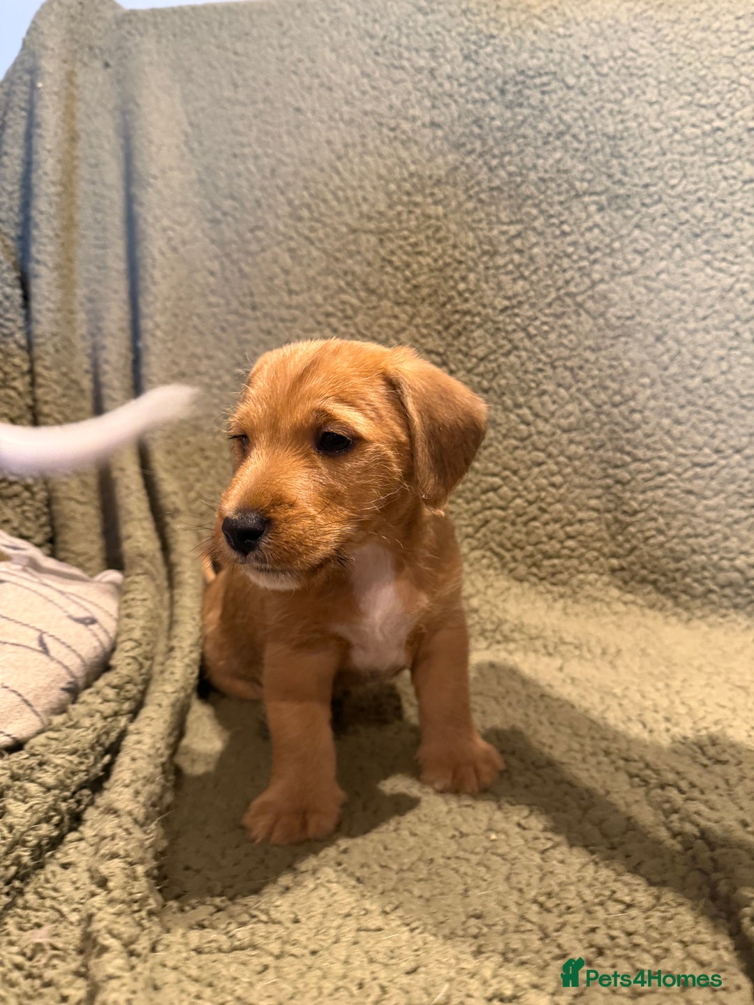 Mixed Breed dogs for sale: Jack Russell X Lakeland Terrier Puppies - Advert 5