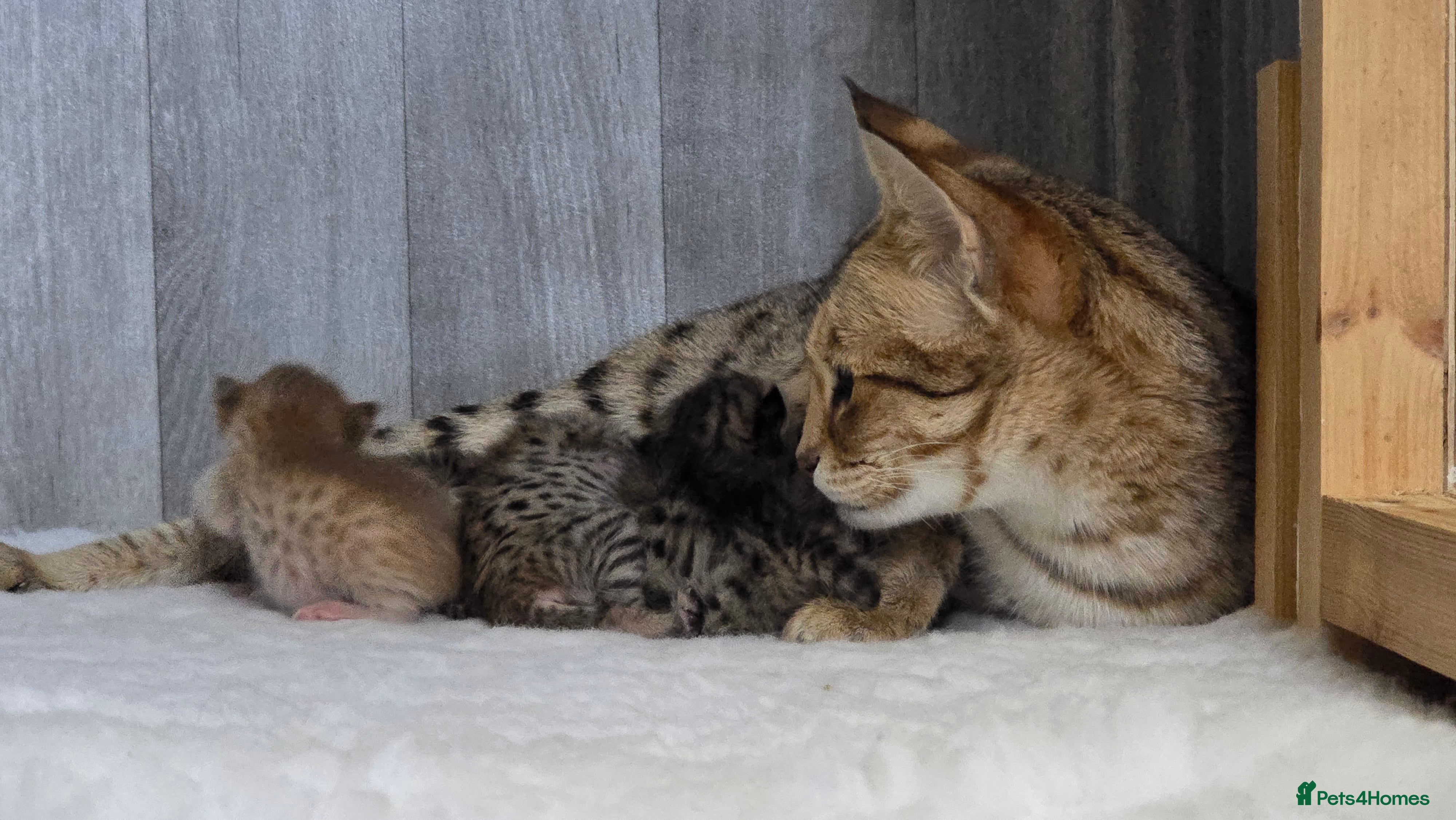 Savannah cats F3 Savannah female, cinnamon.  - Advert 1