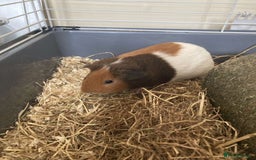 Guinea Pig rodents for sale: Two Guinea pigs - Image 4