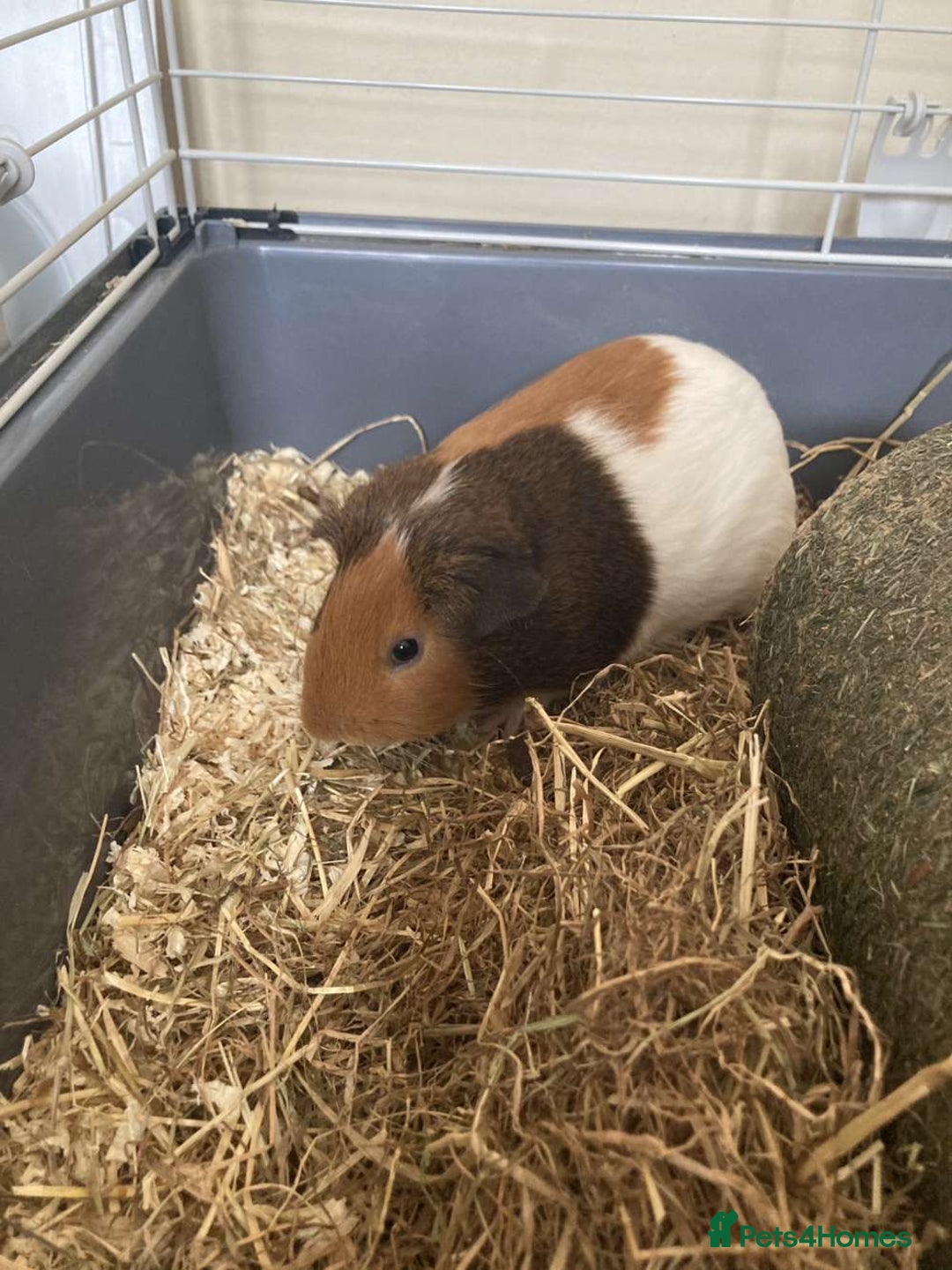 Guinea Pig rodents for sale: Two Guinea pigs - Image 4