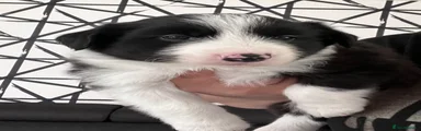 Border Collie Puppy 5