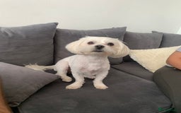 Malshi dogs for sale: Maltese x Shih tzu - Image 5