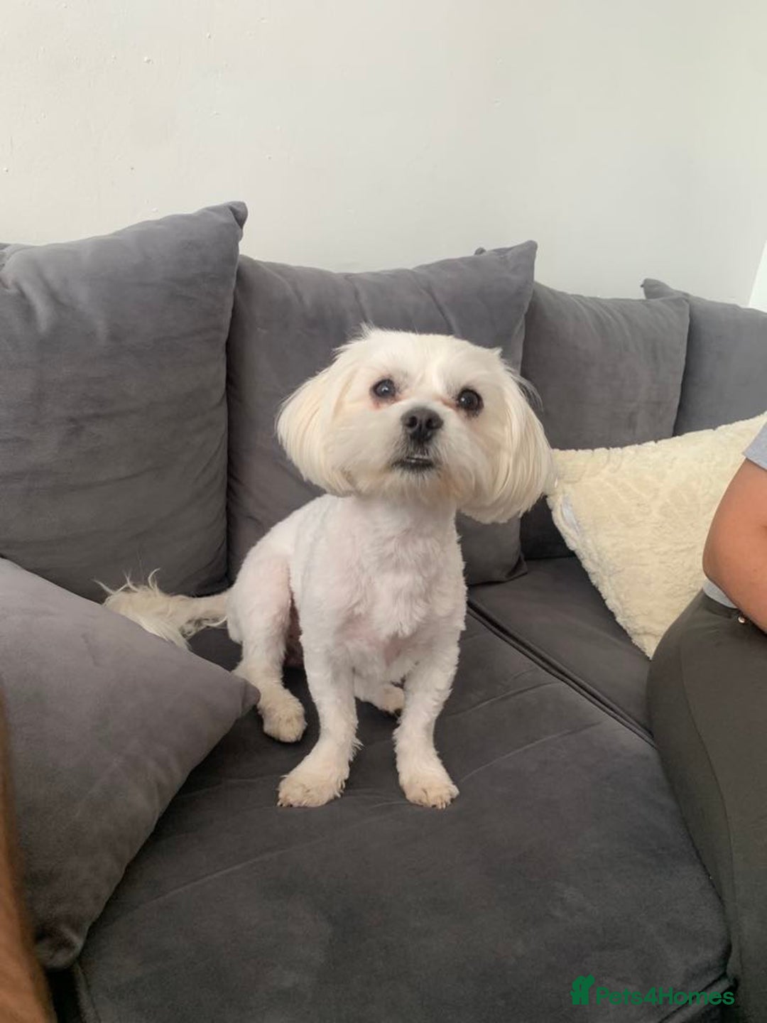 Malshi dogs for sale: Maltese x Shih tzu - Image 5