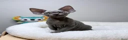 Devon Rex cats for sale: Beautiful blue boy!!!!! Ready to new home! - Advert 10