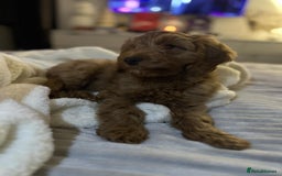 Miniature Poodle dogs for stud: Dark Red Miniature Poodle Stud Package Available in Southampton - Image 7