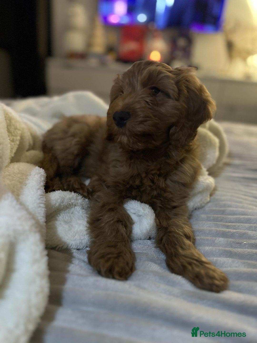 Miniature Poodle dogs for stud: Dark Red Miniature Poodle Stud Package Available in Southampton - Image 7