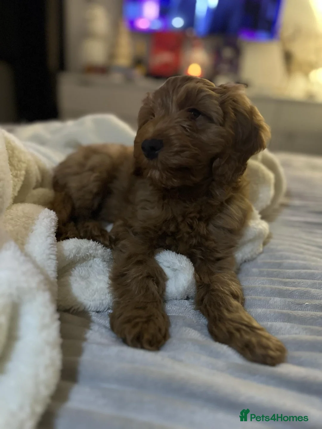 Miniature Poodle dogs for stud: Dark Red Miniature Poodle Stud Package Available in Southampton - Advert 7