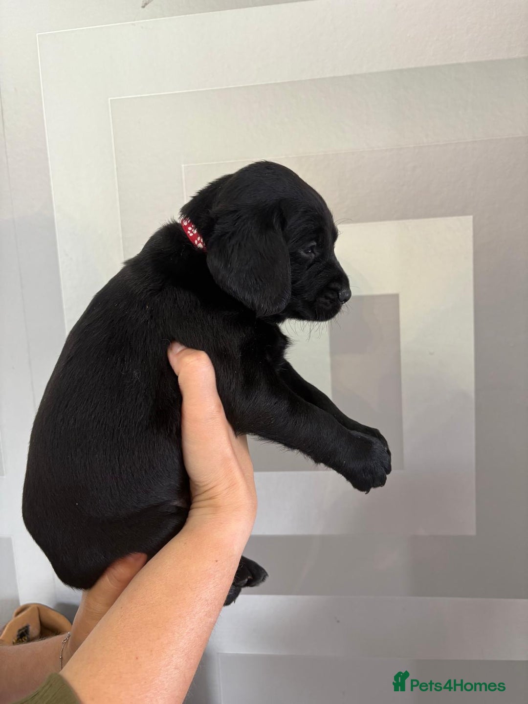 Cockerdor dogs for sale: Cockador puppies  - Image 13