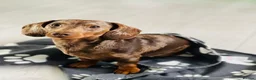 Dachshund dogs for stud: 🐾 Dachshund Stud Dogs Available 🐾 in Croydon - Advert 2