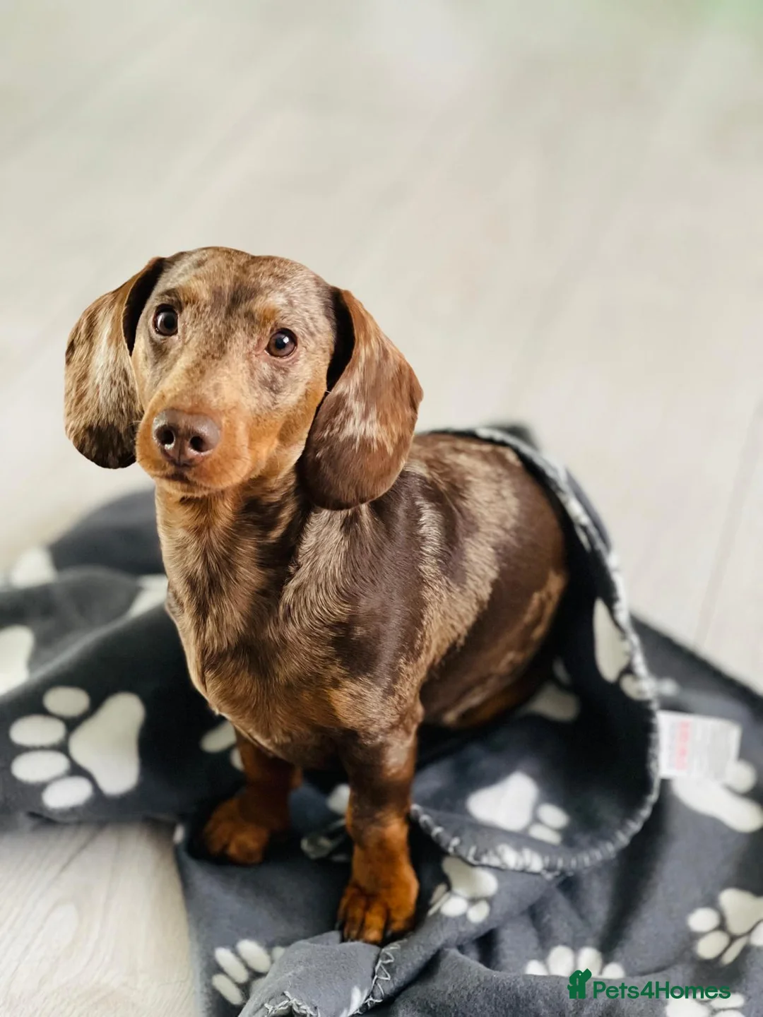 Dachshund dogs for stud: 🐾 Dachshund Stud Dogs Available 🐾 in Croydon - Advert 2