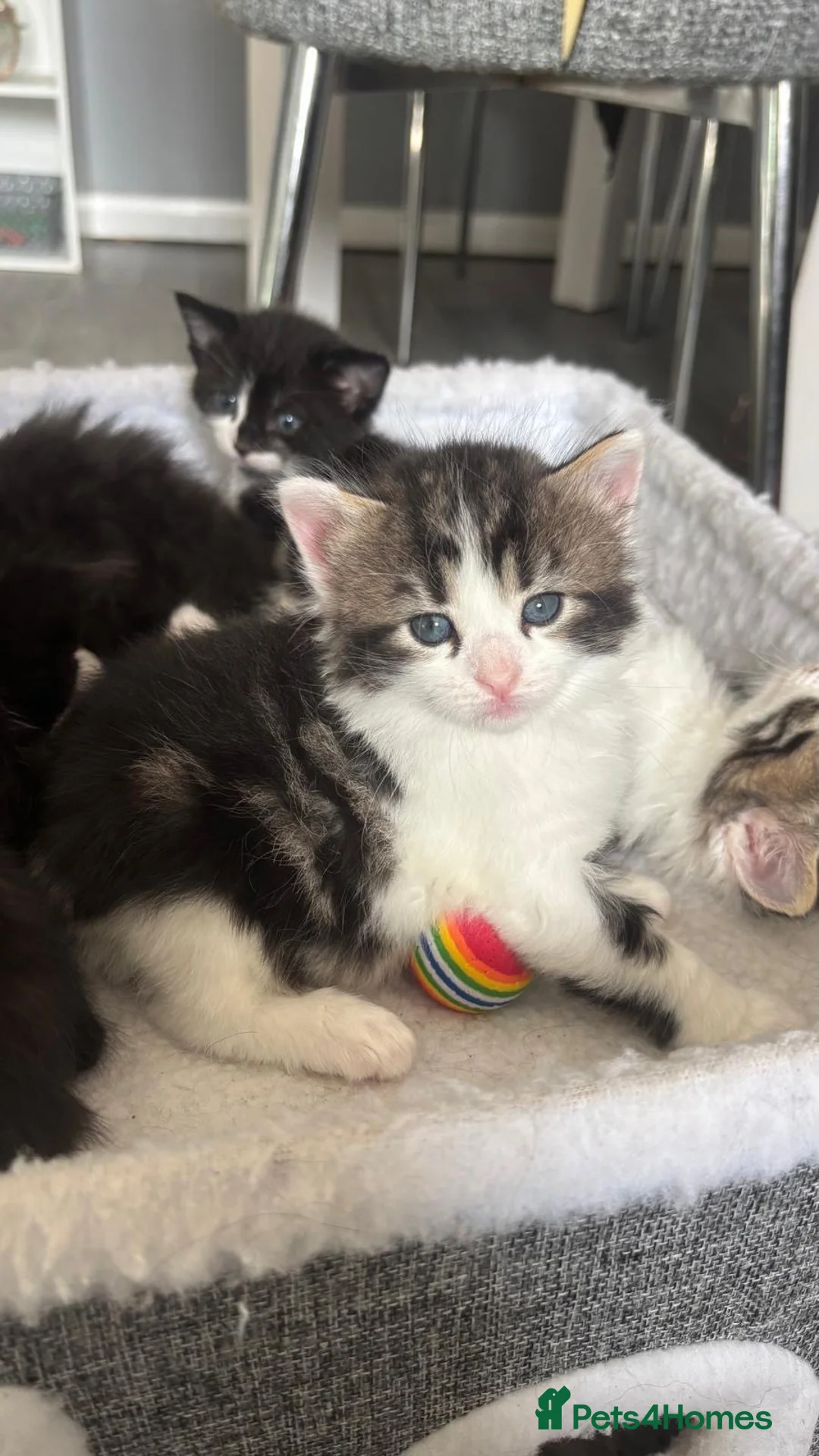 Mixed Breed cats for sale: Fluffy tabby kittens  in Coventry - Advert 2