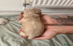 Cocker Spaniel dogs for sale: Cocker spaniel puppies  - Image 10