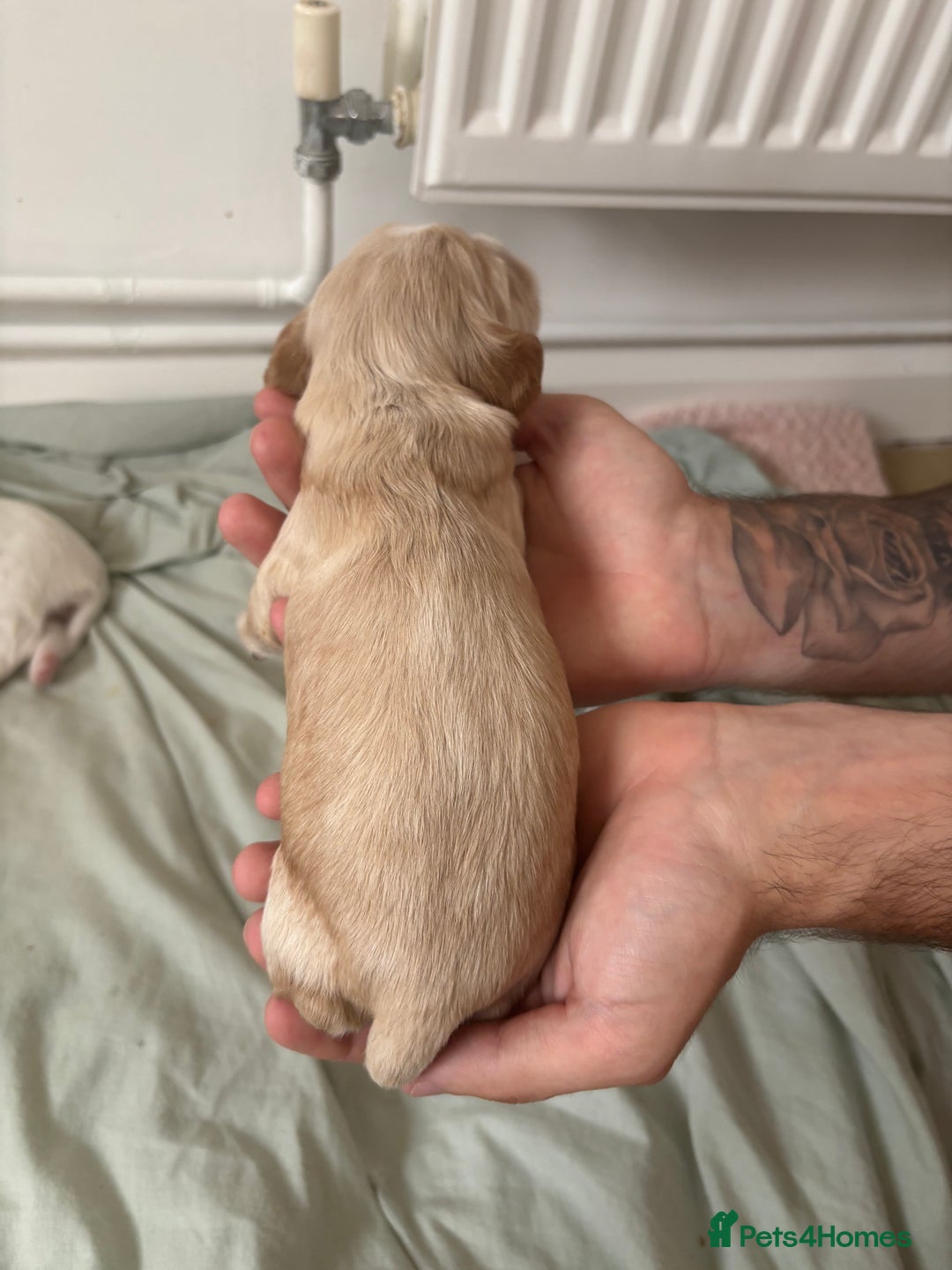 Cocker Spaniel dogs for sale: Cocker spaniel puppies  - Image 10