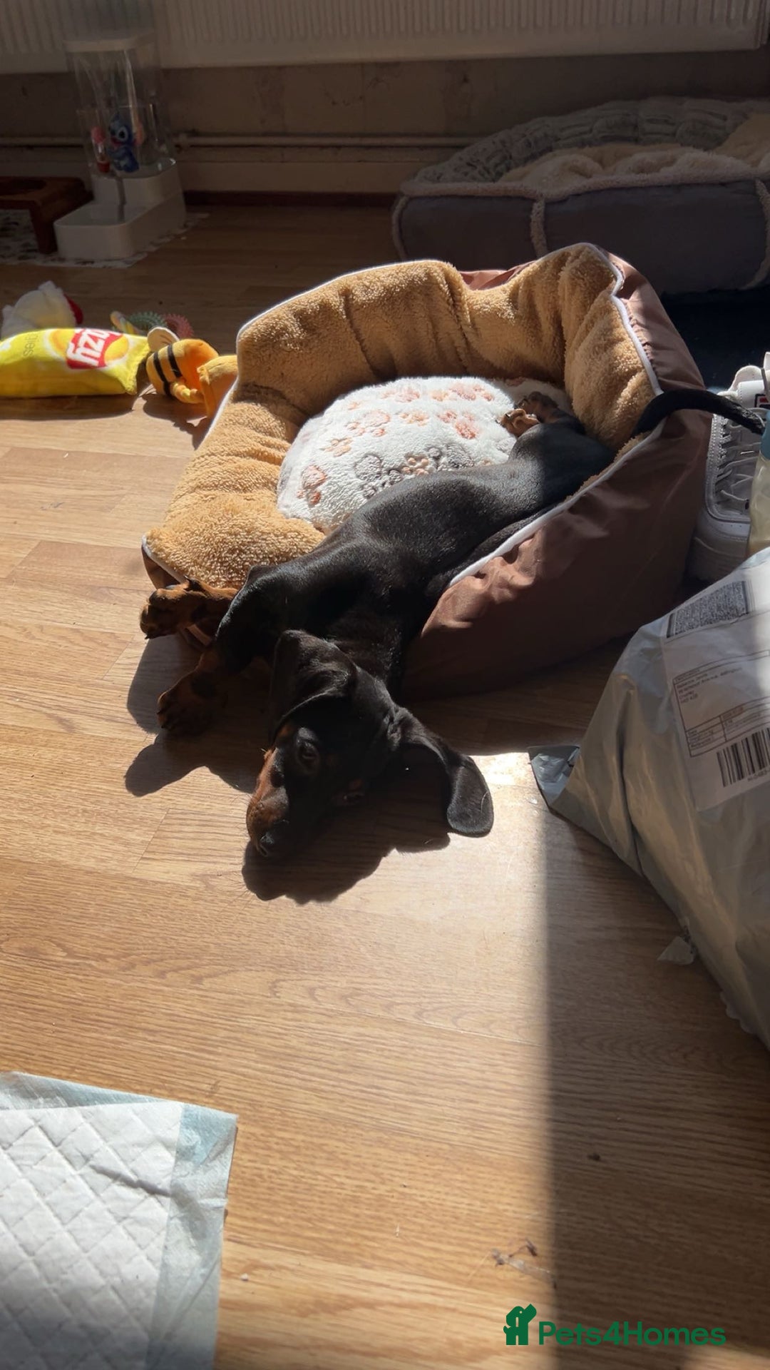 Dachshund dogs for sale: Willow - Female Dachshund  - Image 5