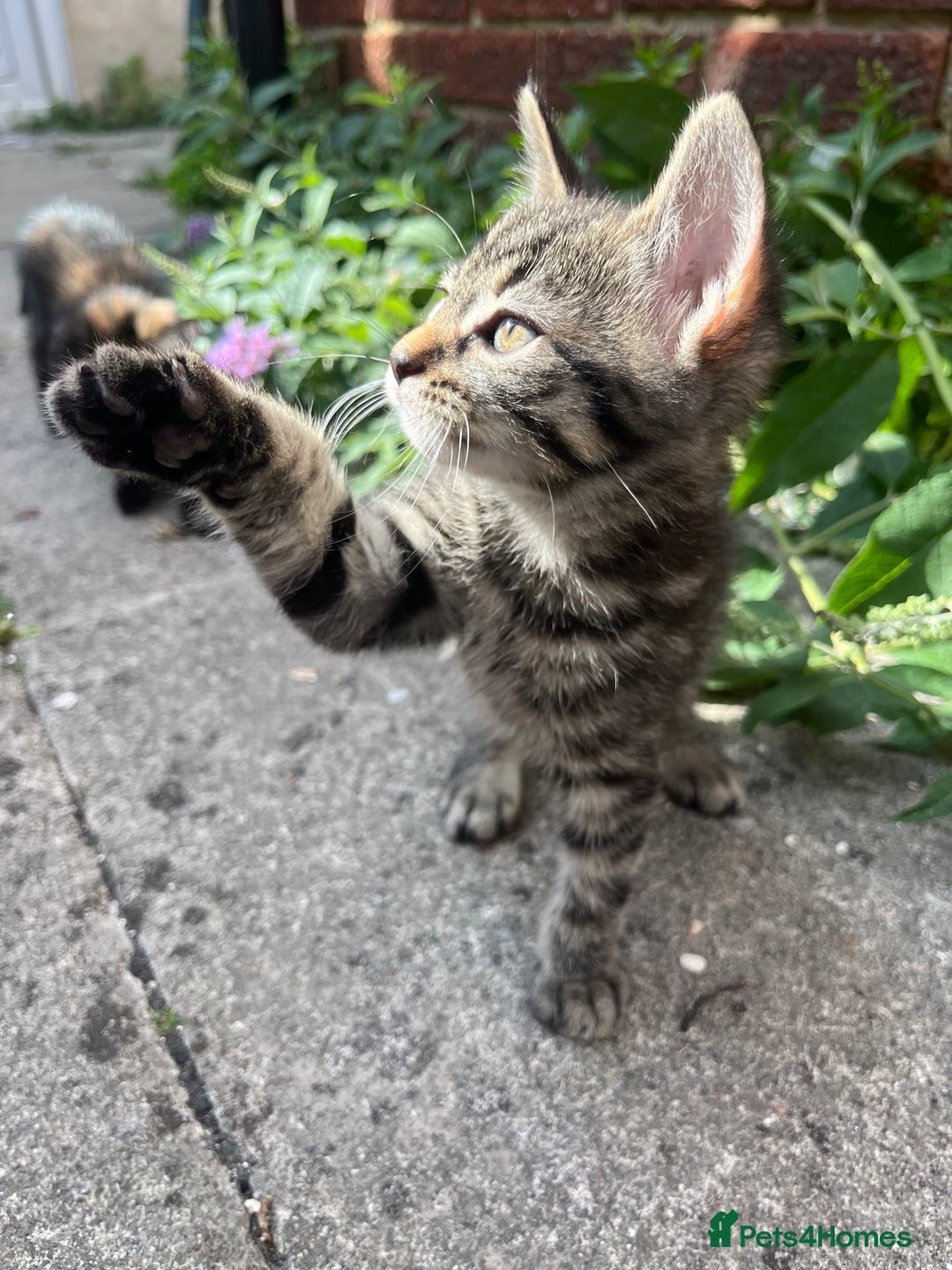 Domestic Shorthair cats for sale: Gorgeous litter of kittens  - Image 7