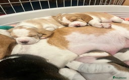 Beagle dogs for sale: Kc beagle puppies  - Advert 6