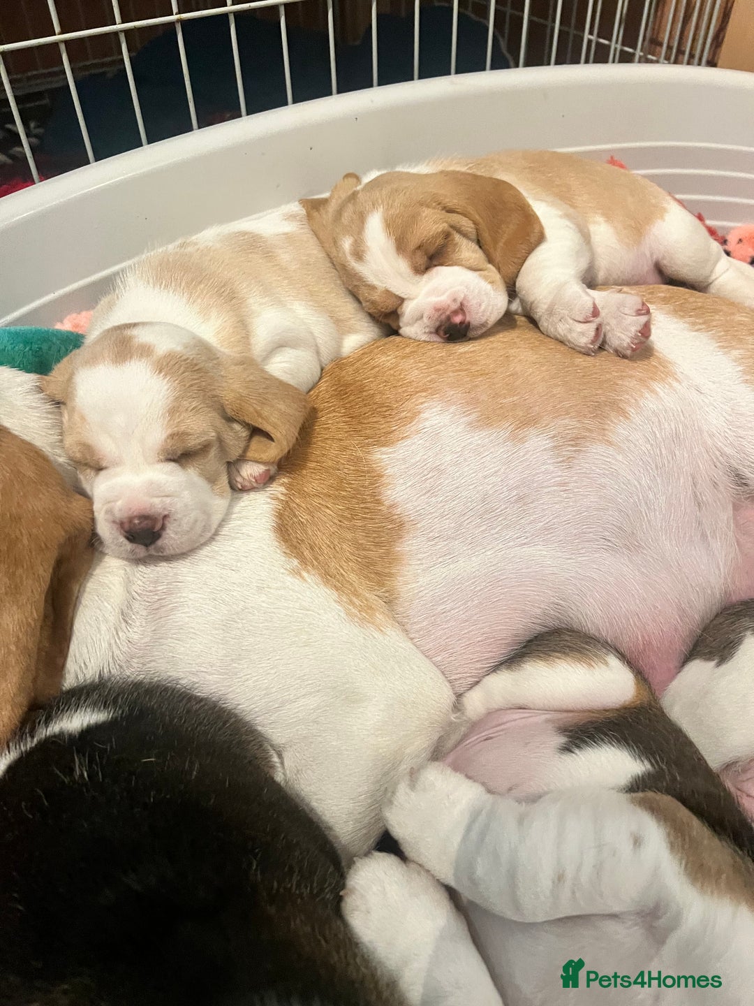 Beagle dogs for sale: Kc beagle puppies  - Advert 6