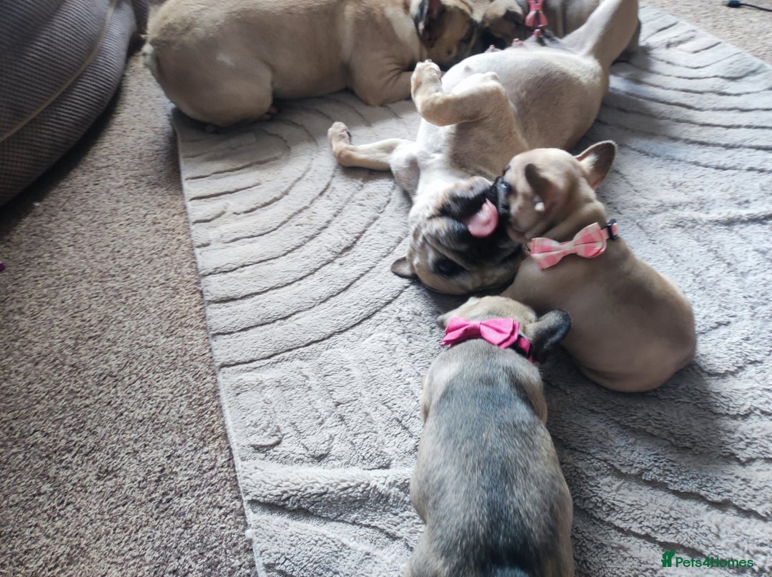 French Bulldog dogs for sale: French bulldog puppy  - Image 7