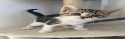 Mixed Breed cats for sale: Two lovely little girls  - Advert 4