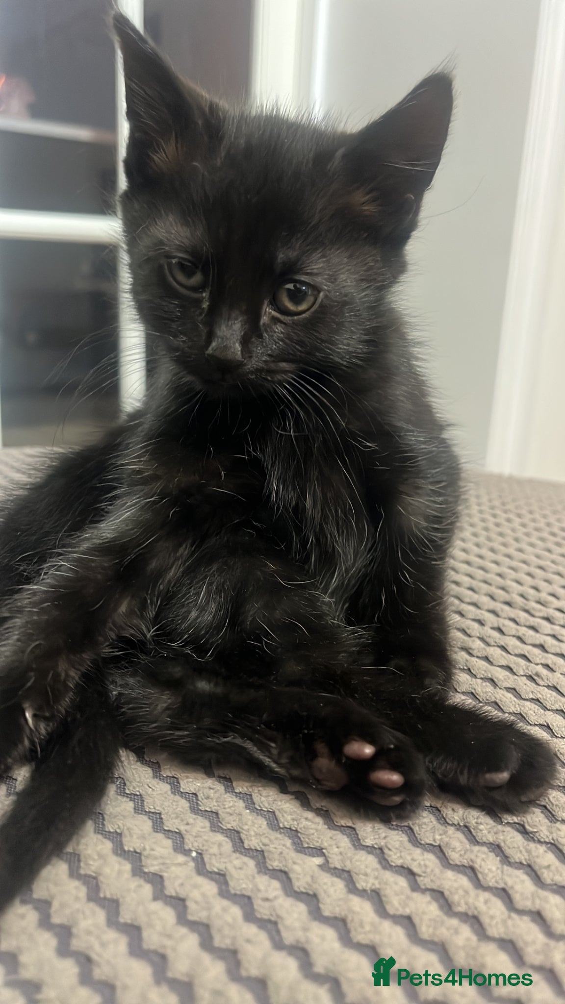 Mixed Breed cats for sale: kitten for sale female  - Advert 3