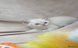British Shorthair cats for sale: Blue eyed creme/white British shorthair kittens - Image 7