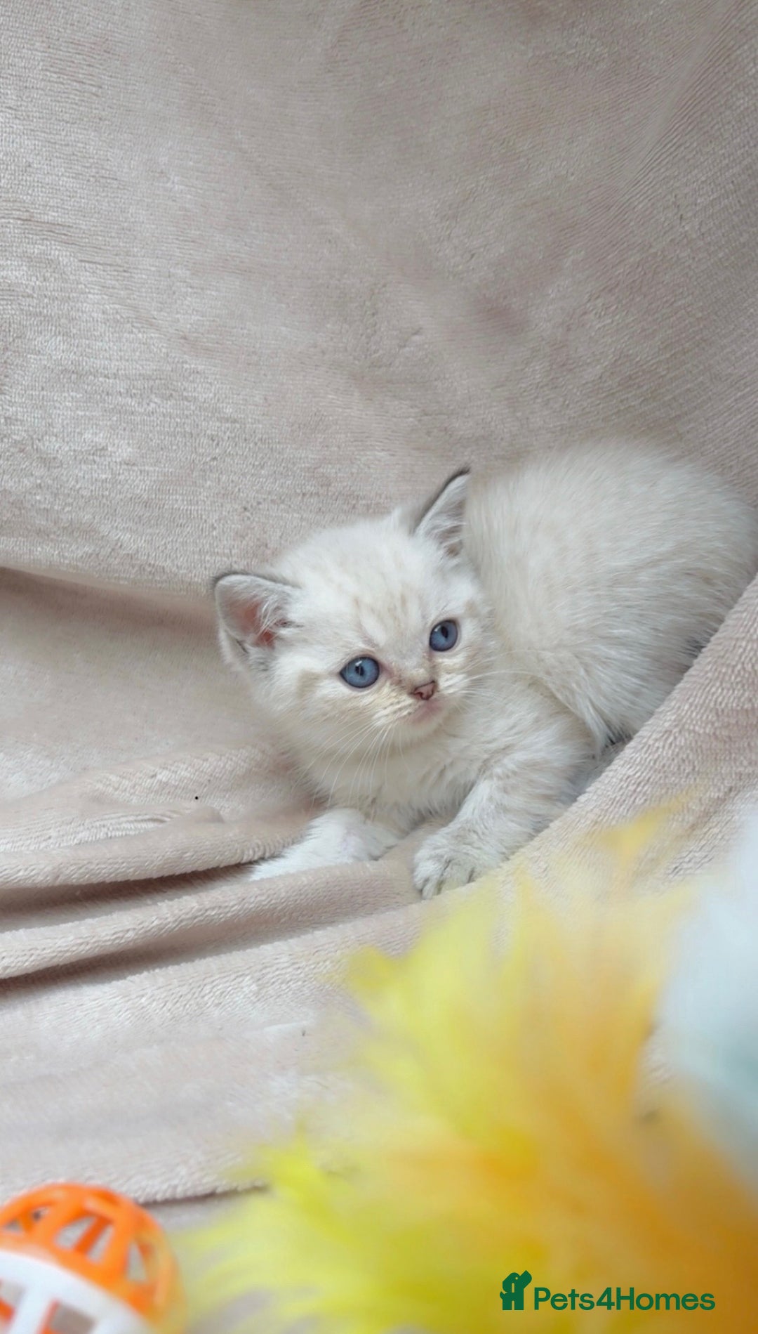 British Shorthair cats for sale: Blue eyed creme/white British shorthair kittens - Image 7