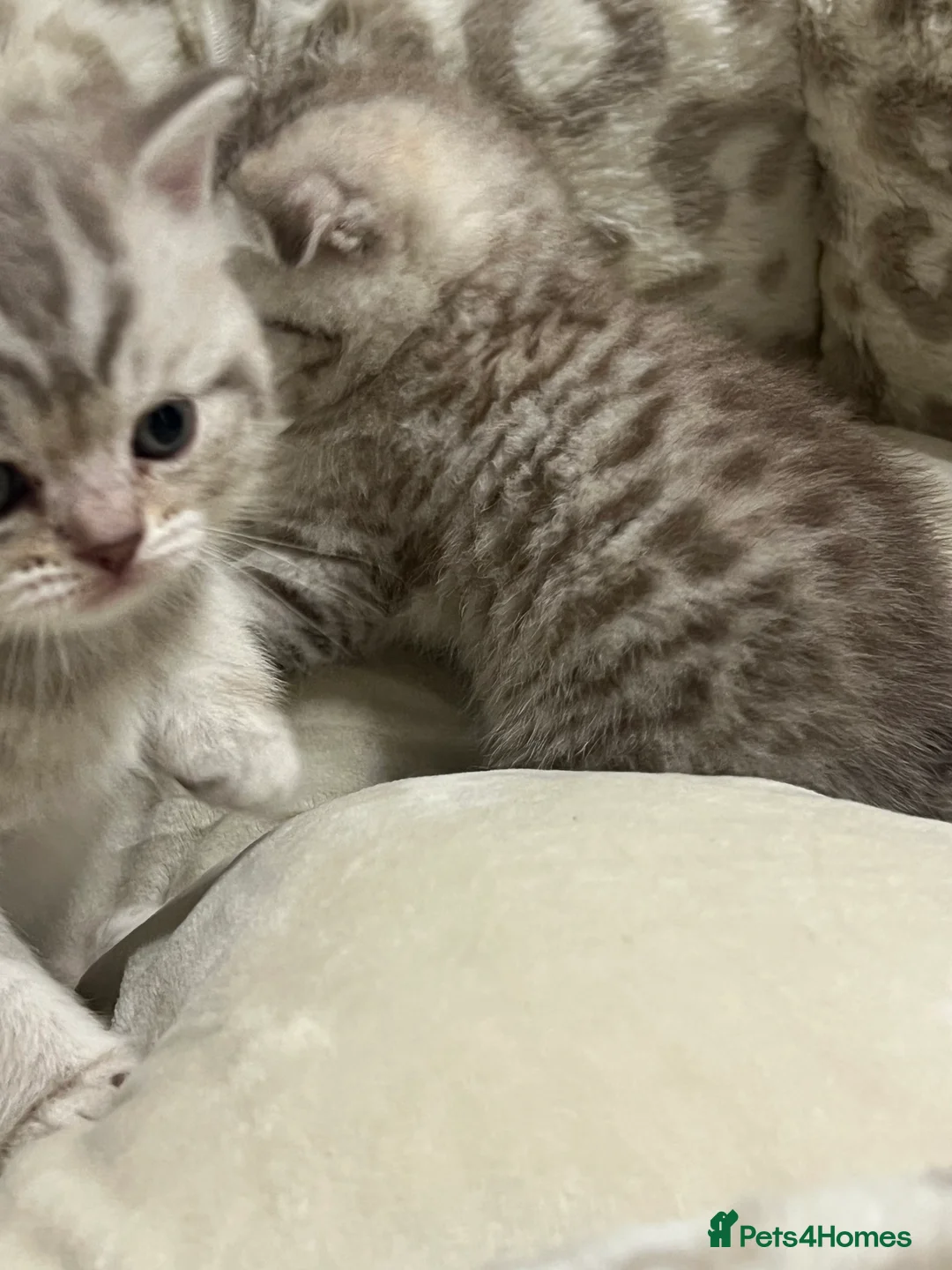 British Shorthair cats for sale: Chocolate spotted very rare kittens 🐱  - Advert 2