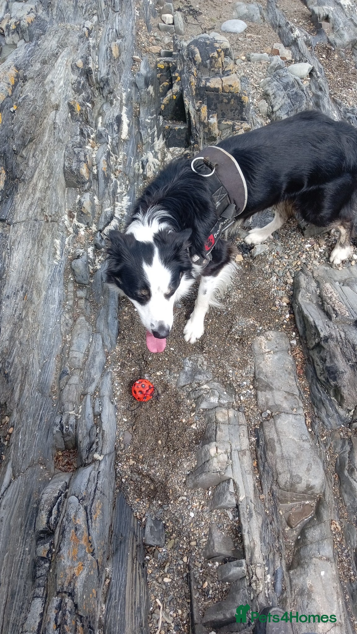 Border Collie dogs Buddy - Advert 10
