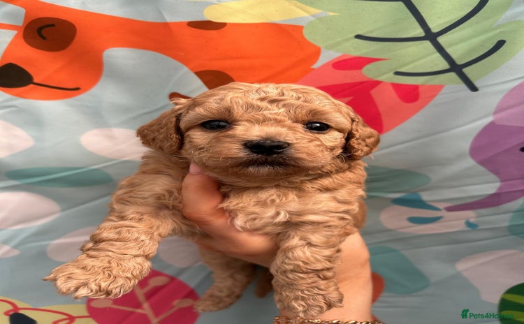 Maltipoo dogs - Advert 10
