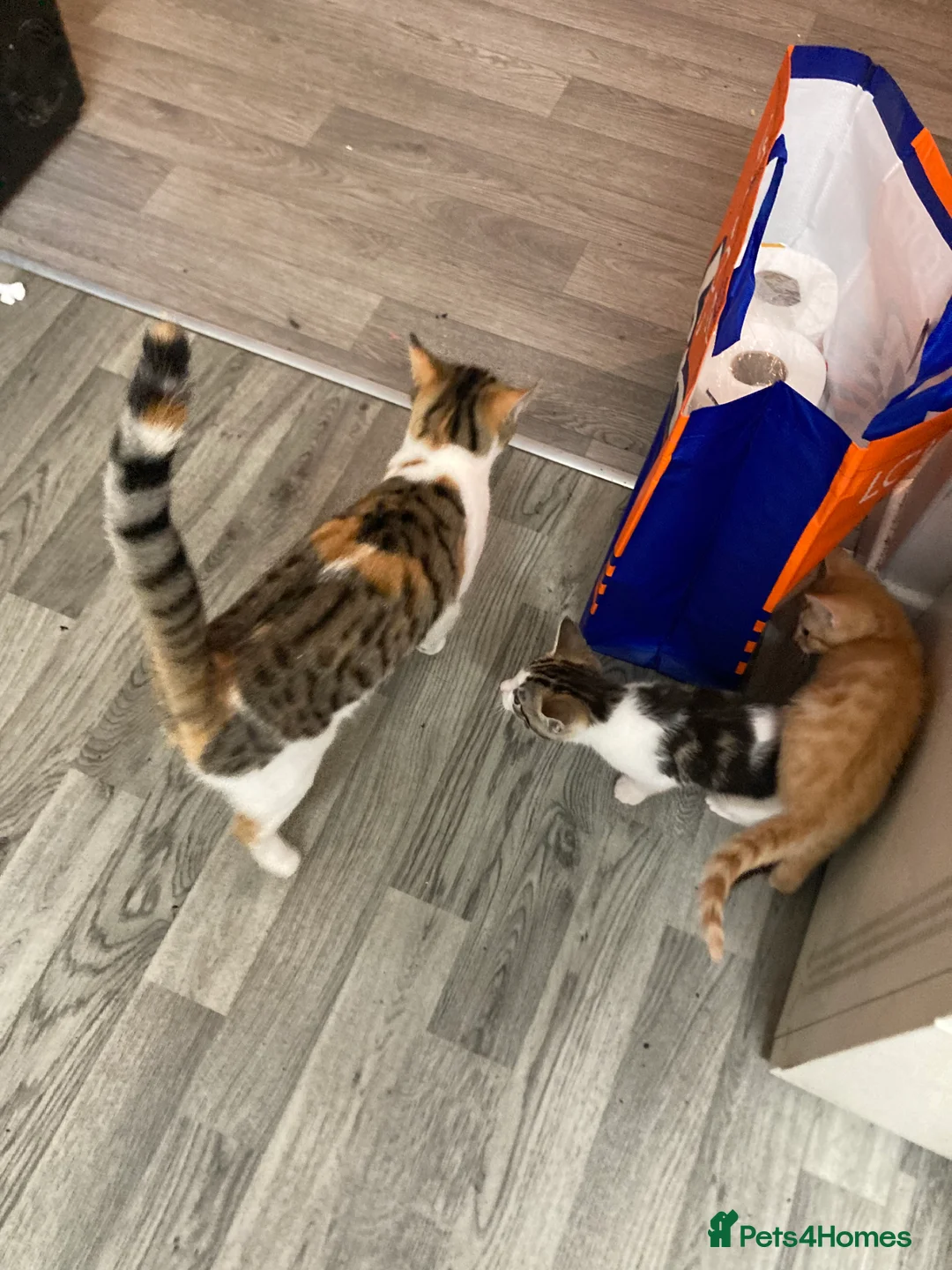 Mixed Breed cats for sale: 8 month old kitten - Advert 5