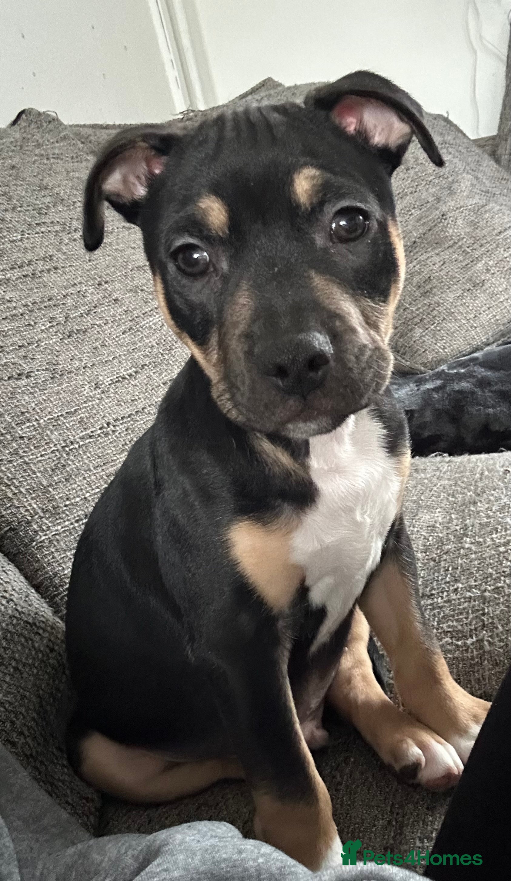 Mixed Breed dogs Staffy/American bulldog puppy - Advert 1