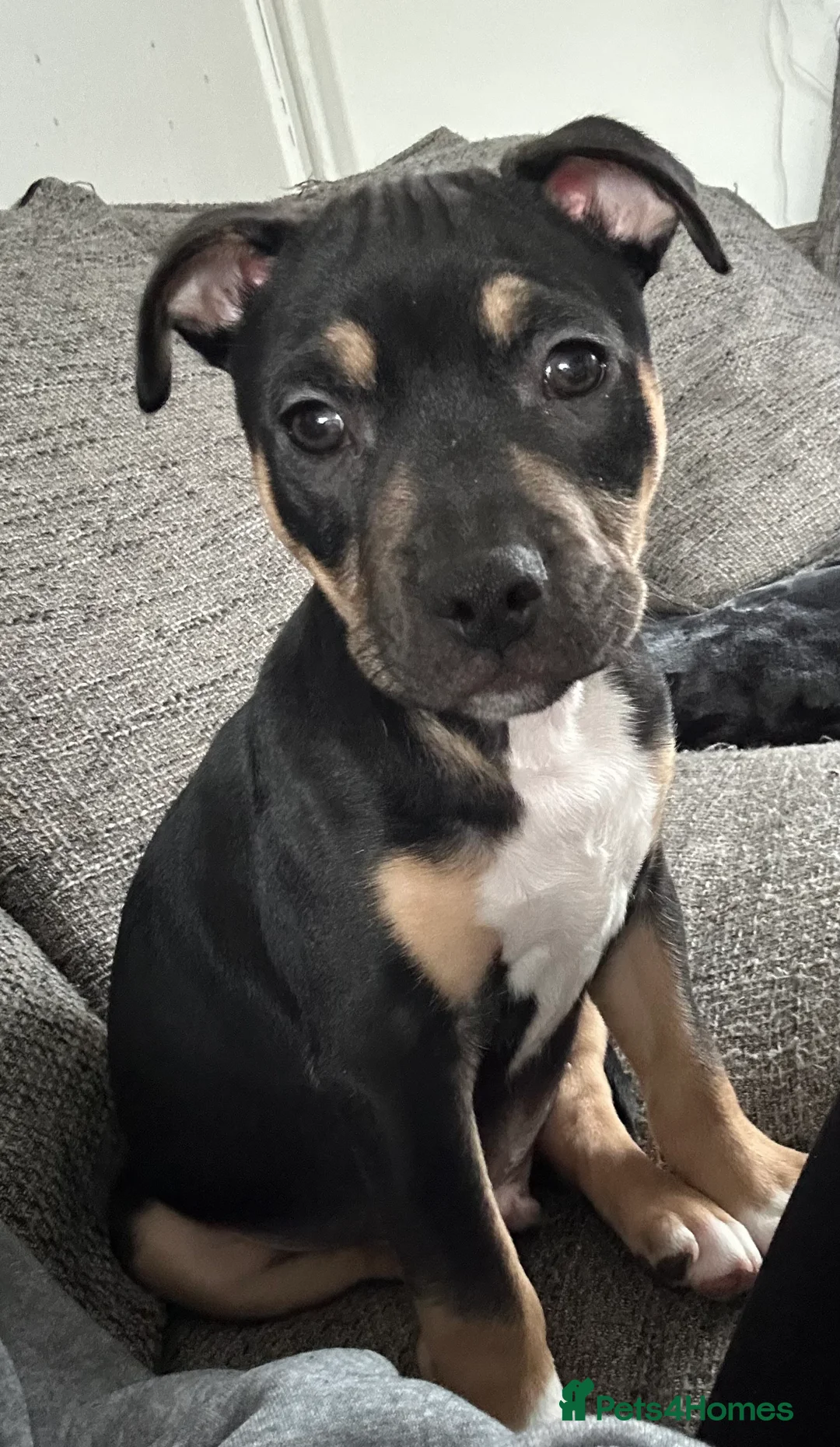 Mixed Breed dogs for sale: Staffy/American bulldog puppy - Advert 1