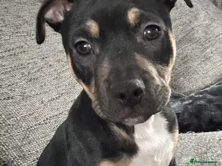 Mixed Breed dogs Staffy/American bulldog puppy - Advert 1