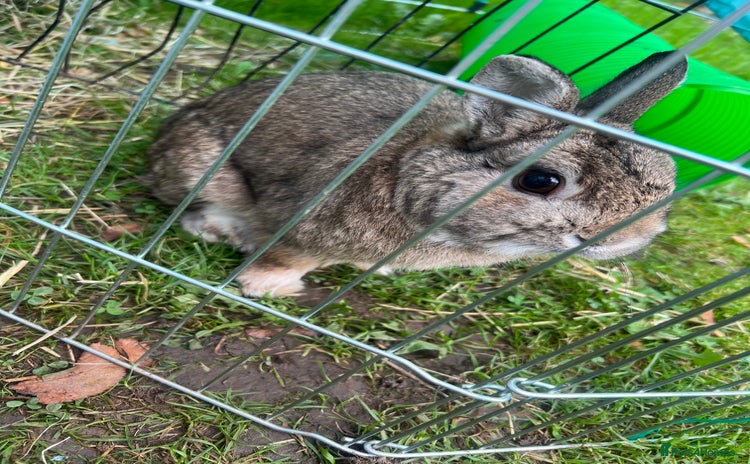 Netherland Dwarf rabbits - Advert 1