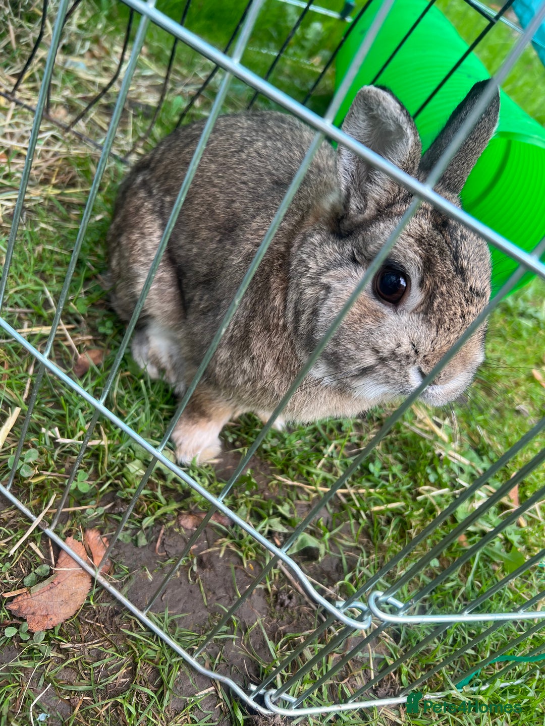 Netherland Dwarf rabbits for sale: Male rabbit  - Image 1