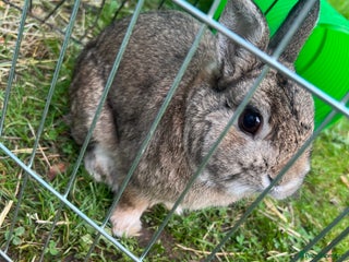 Netherland Dwarf rabbits - Advert 14