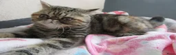 Exotic cats for sale:  Beautiful Exotic female kittens Ready now - Advert 13