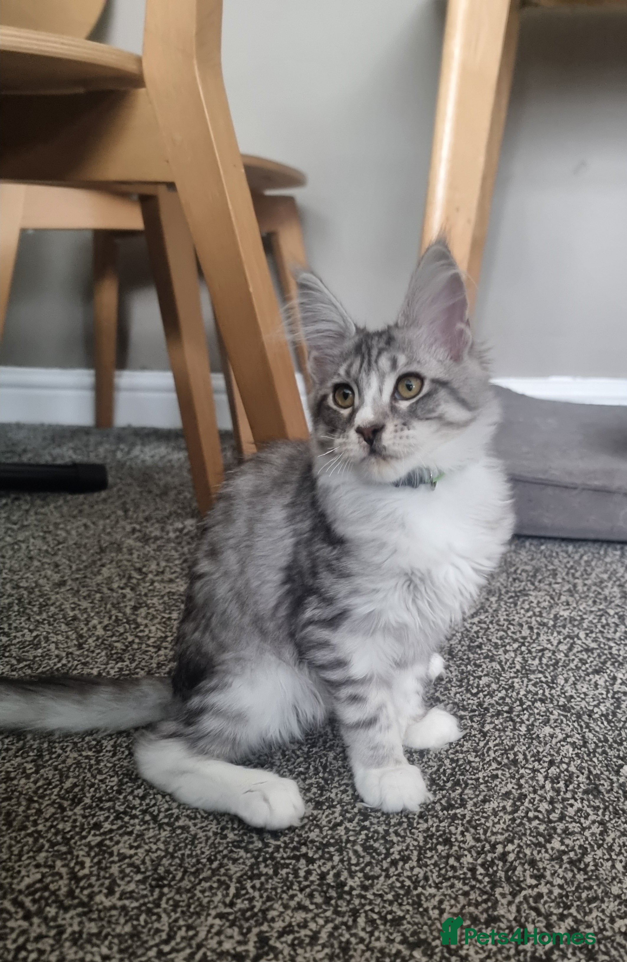 Maine Coon cats for sale: LAST ONE BEAUTYFULL KITTENS Tica Reg.!! - Advert 4