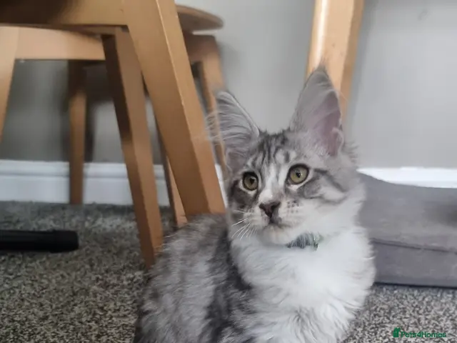 Maine Coon cats for sale: LAST ONE BEAUTYFULL KITTENS Tica Reg.!! - Advert 4