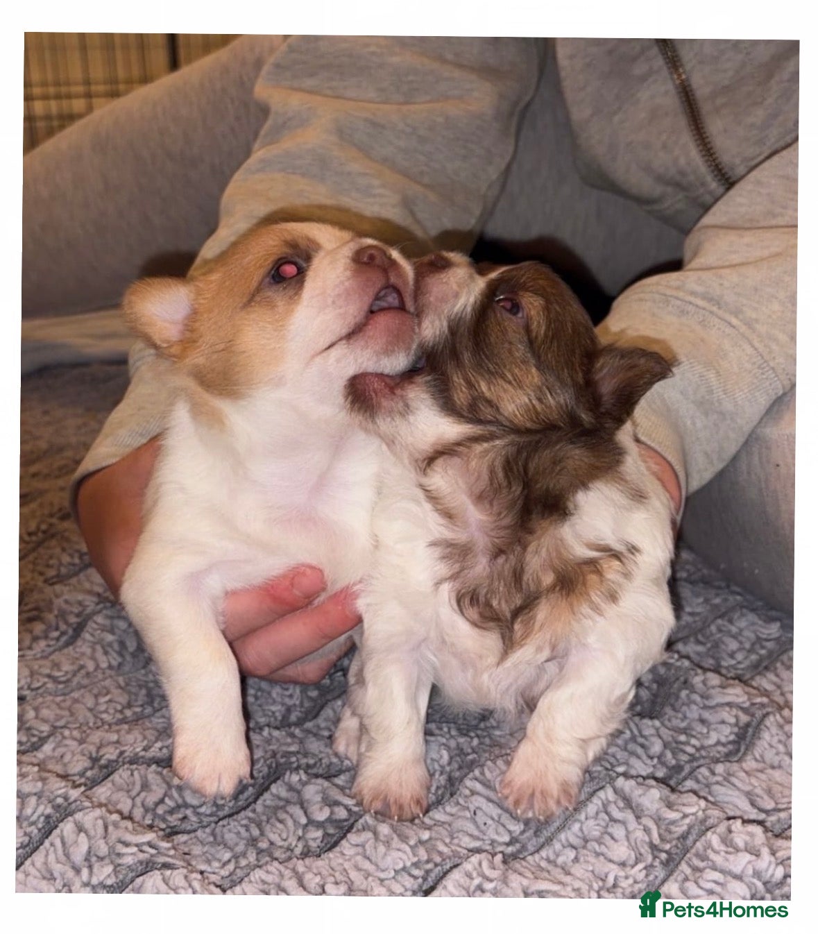 Chihuahua dogs Chihuahua pups  - Advert 18