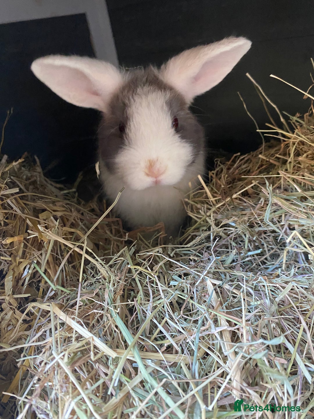 Mixed Breed rabbits for sale: Baby rabbit  - Advert 2