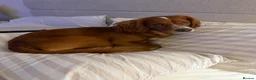 Cocker Spaniel dogs for stud: Proven Working Cocker Spaniel Stud - Advert 8