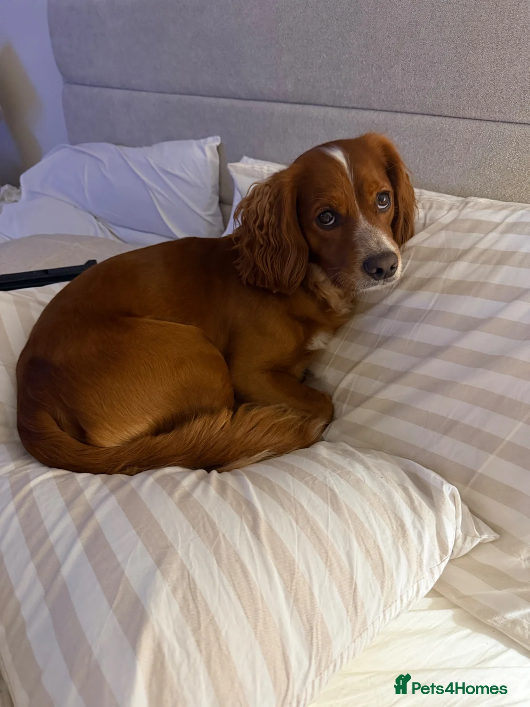 Cocker Spaniel dogs for stud: Proven Working Cocker Spaniel Stud - Advert 8