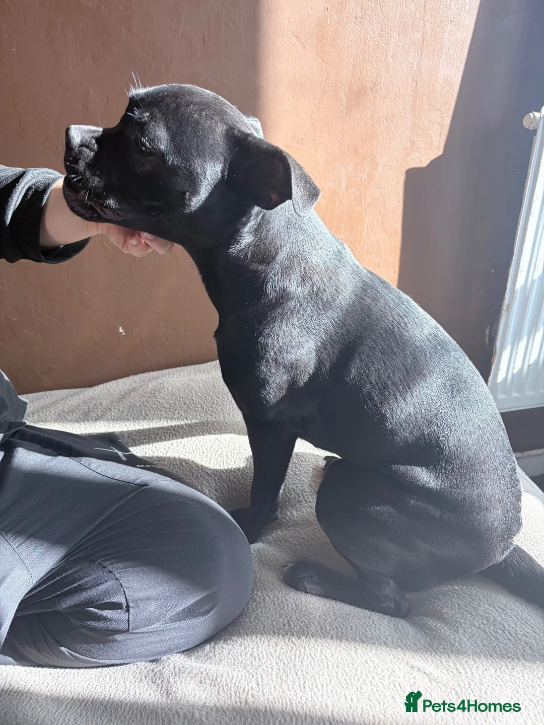 Mixed Breed dogs for sale: 8 month old female  - Advert 2