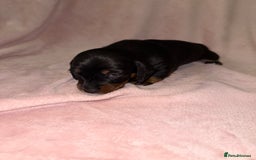 Dachshund dogs for sale: Female Merle and Female Black & Tan Dachshund  - Image 12