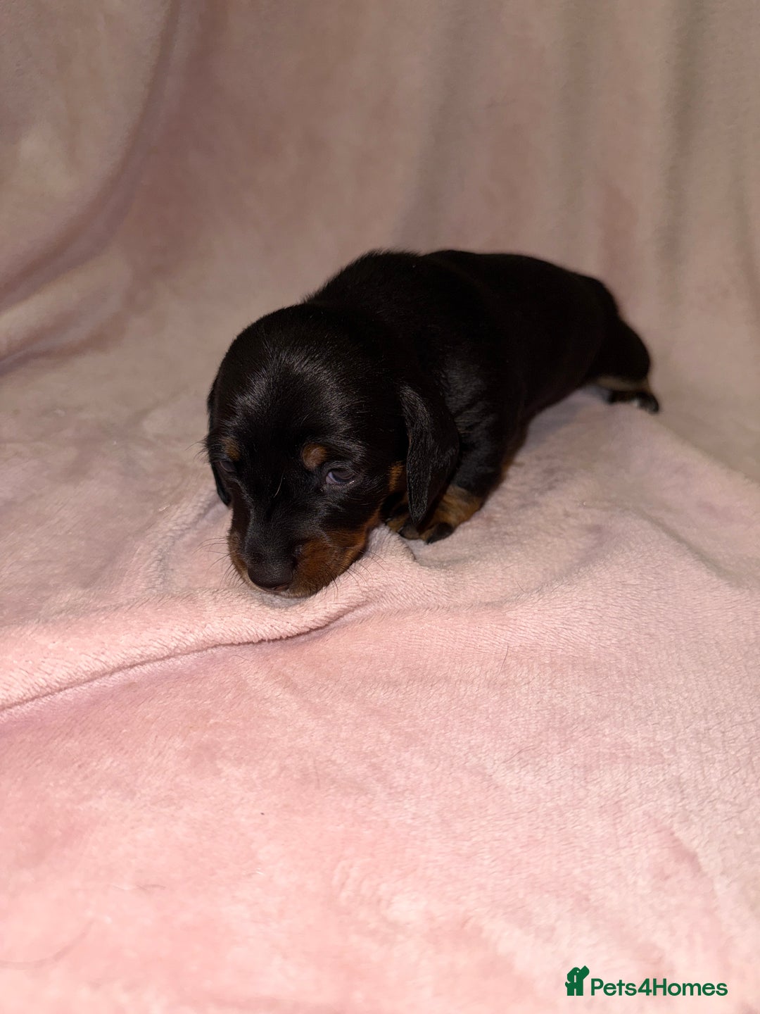 Dachshund dogs for sale: Female Merle and Female Black & Tan Dachshund  - Image 12