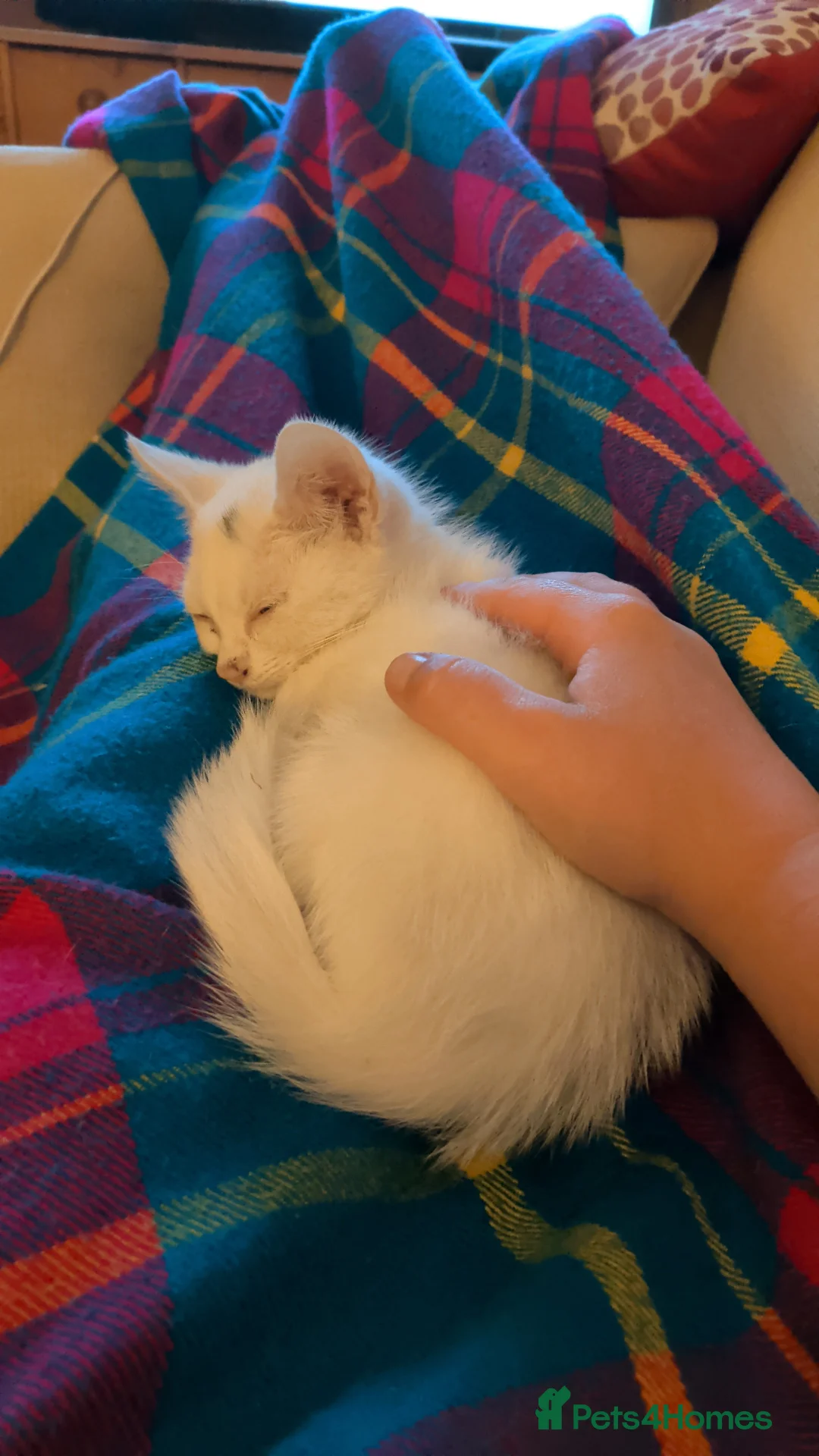 Mixed Breed cats for sale: Kitten for sale in Pontefract - Advert 2