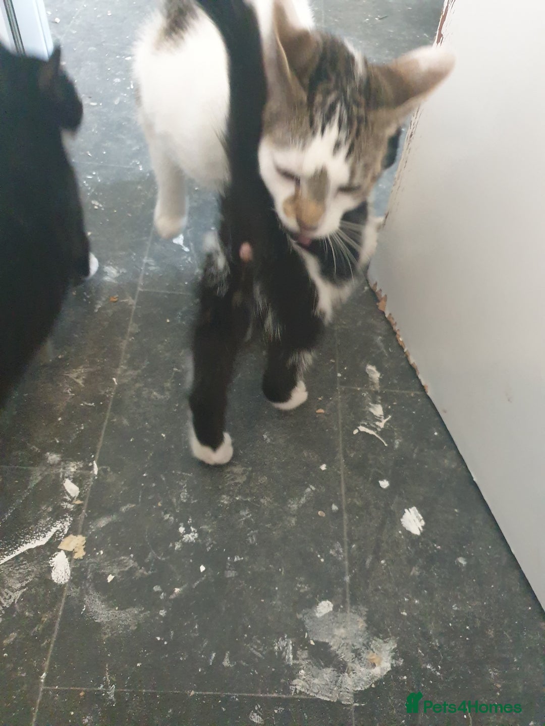 American Shorthair cats for sale: 2 American short wire hair kittens  - Image 5
