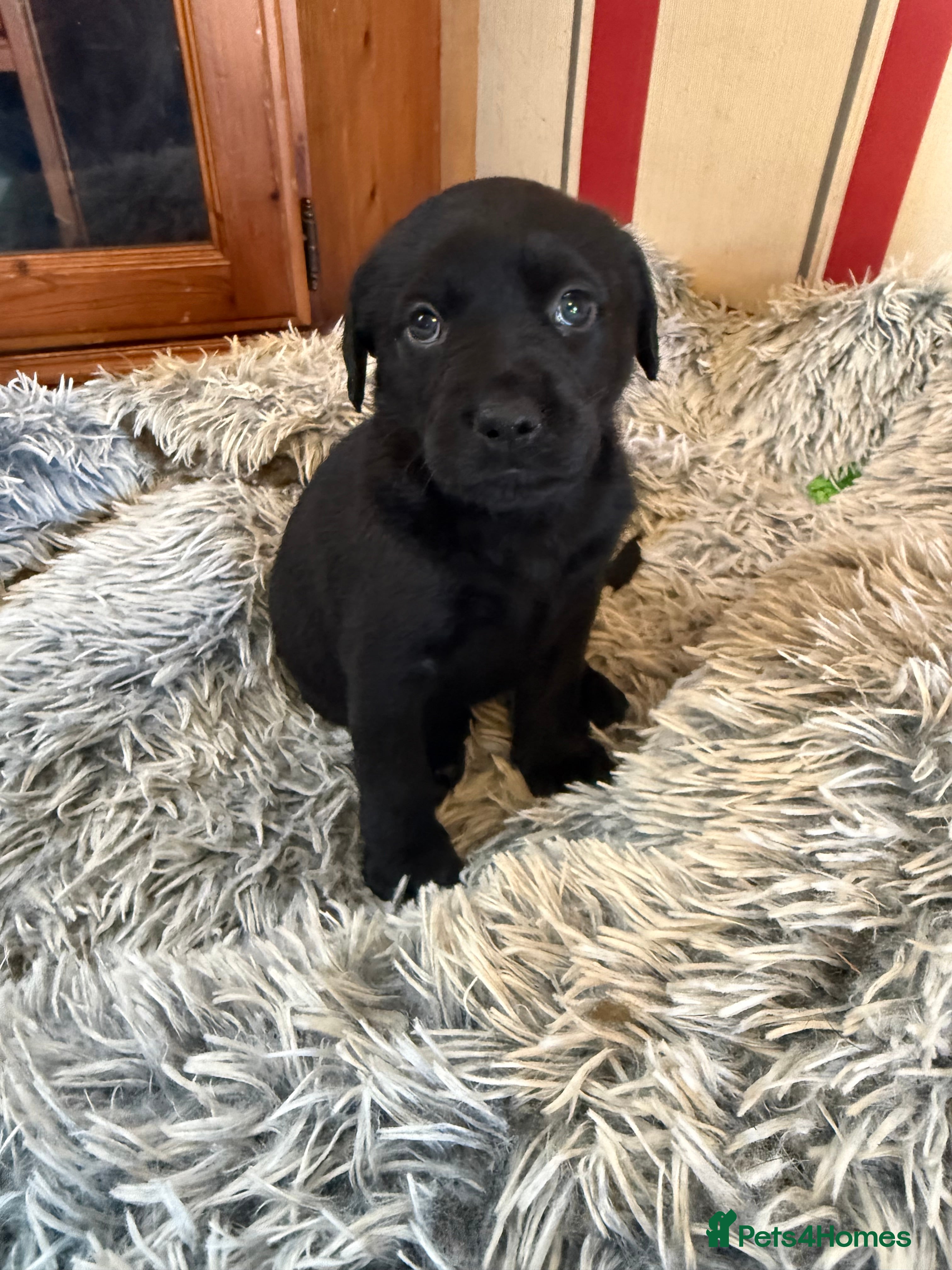 Mixed Breed dogs Labrotties - Advert 5